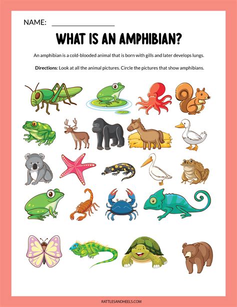 2nd Grade Amphibians Worksheet   Worksheets Made By Teachers - 2nd Grade Amphibians Worksheet