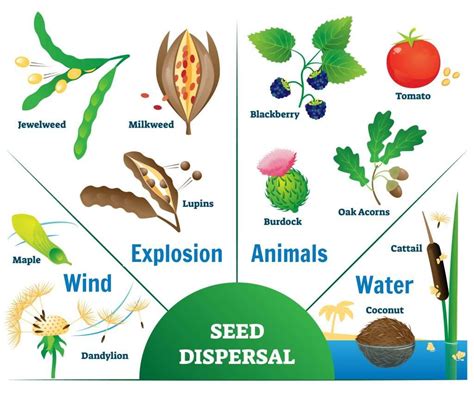 2nd Grade Pollen Painting Seed Dispersal Worksheet 2nd Grade - Seed Dispersal Worksheet 2nd Grade