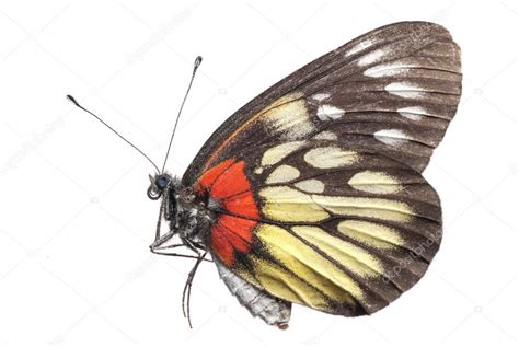 3,129 Butterfly Side View Stock Photos and Images - 123RF