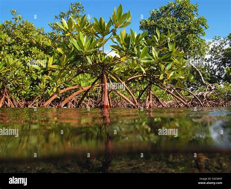 3,454 Closeup Mangrove Stock Photos, Images & Pictures