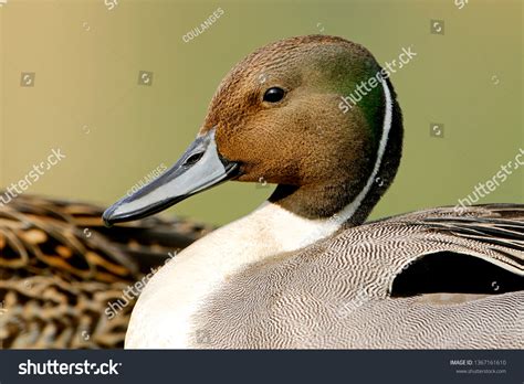 3,538 Pintail duck Images, Stock Photos & Vectors - Shutterstock