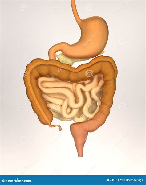 3,722 Stomach Intestine Stock Photos - Dreamstime