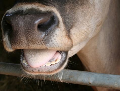 3,857 Cow Teeth Images, Stock Photos & Vectors