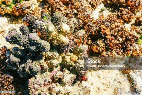 3,894 Pertumbuhan Laut Alami Foto Stok - Foto Stok Gratis & Bebas ... - raincitystudios.com