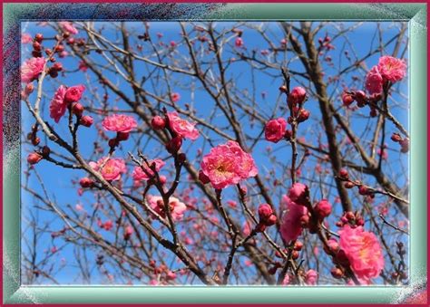 3種類の梅 Reikoのお花の絵