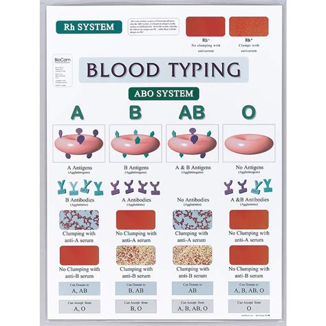 3 1 Blood Typing Lab Social Sci Libretexts Blood Types Worksheet Middle School - Blood Types Worksheet Middle School