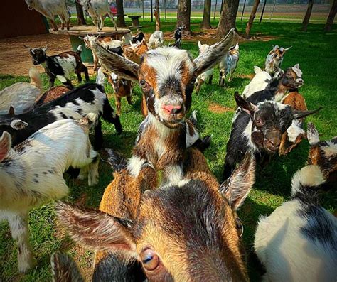 3 Best Petting Zoos In Flintsham Near Me Attractions in …