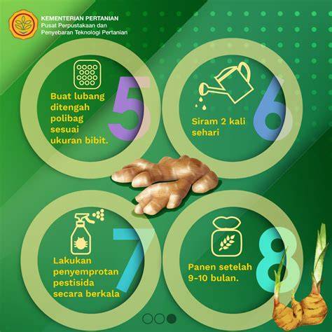 3 Cara Menanam Jahe dalam Pot dengan Tepat - raincitystudios.com