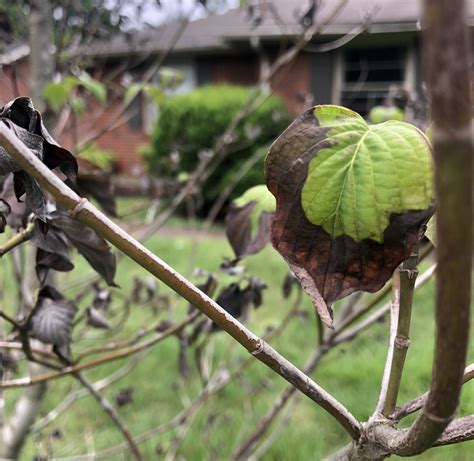 3 Causes of Dogwood Leaves Turning Brown [How to Fix]