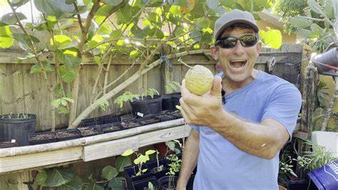 3 Examples of Growing Tamarind Trees in the Food Forest - raincitystudios.com