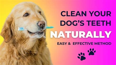 3 Easy Ways To Naturally Clean Your Dog’s Teeth At Home - Inspire Dogs