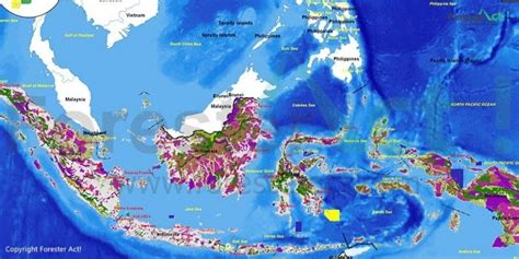 3 Fungsi Kawasan Hutan di Indonesia - raincitystudios.com