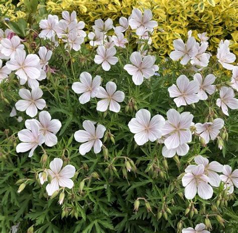 3 Geranium Kashmir White Bareroots/Divisions from Easy to Grow