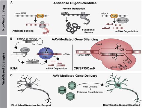 3 HGF-based ALS Therapies in the Works With Helixmith