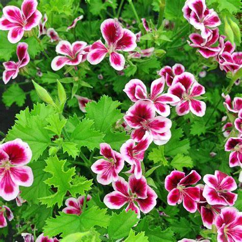 3 Ideal Companions for Your Citronella Geranium - raincitystudios.com