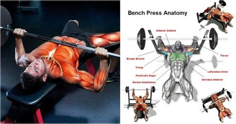 3 Kick Ass Programs For a Better Bench
