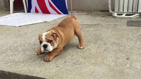 3 Month Old Bulldog Puppy