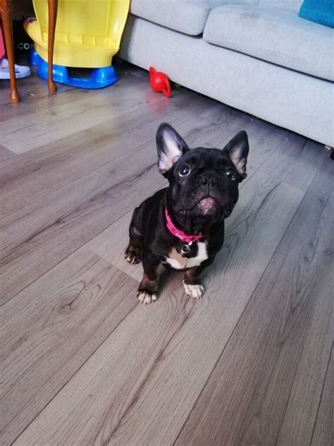 3 Month Old French Bulldog Puppy