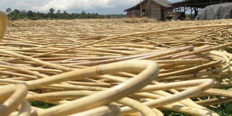 3 Pemanfaatan Rotan sebagai Hasil Hutan - raincitystudios.com