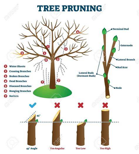 3 Pruning Techniques by Arborists - Garden lovers - raincitystudios.com