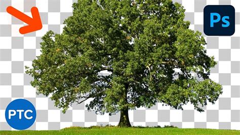 3 Powerful Techniques To CUT OUT Trees In Photoshop …