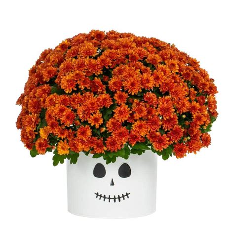 3 Qt. Chrysanthemum (Mum) Plant with Orange Flowers - The Home Depot