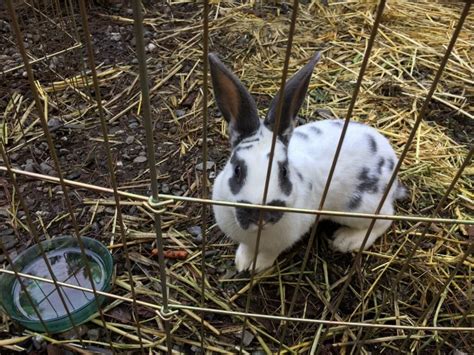 3 Rabbit Breeds You’ll Want When Society Collapses