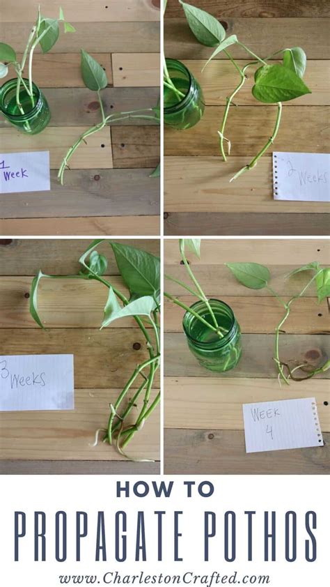 3 Steps To Propagate Pothos & 7 Mistakes Most … - muktibox.com
