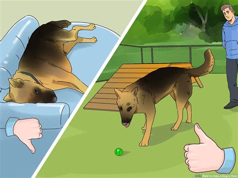 3 Simple Ways to Help a Dog in Heat - wikiHow