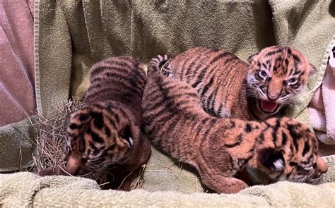 3 Sumatran tiger cubs have been born at a zoo in Nashville