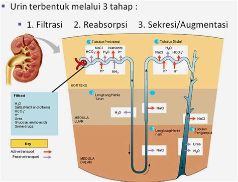 3 Tahap Pembuatan Urin: Panduan Lengkap untuk Ginjal yang Sehat