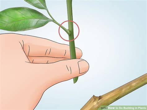 3 Ways to Do Budding in Plants - wikiHow - raincitystudios.com