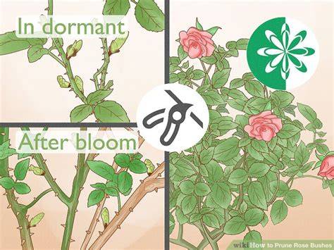 3 Ways to Prune Rose Bushes - wikiHow - raincitystudios.com