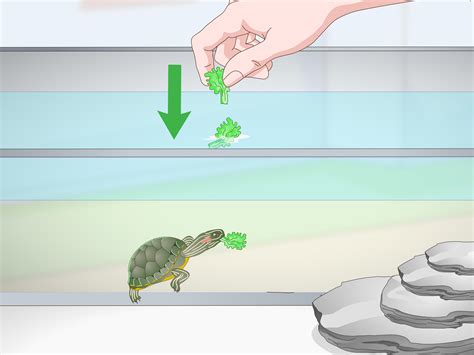 3 Ways to Feed a Red‐Eared Slider Turtle - wikiHow