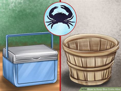 3 Ways to Keep Blue Crabs Alive - wikiHow