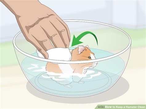 3 Ways to Keep a Hamster Clean - wikiHow Pet