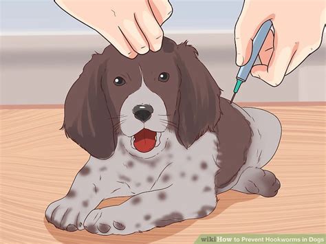 3 Ways to Prevent Hookworms in Dogs wikiHow Pet