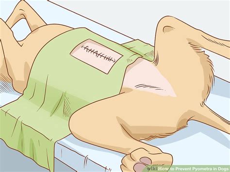 3 Ways to Prevent Pyometra in Dogs wikiHow