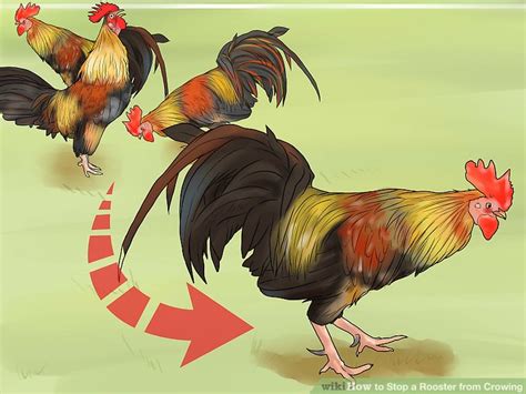 3 Ways to Stop a Rooster from Crowing wikiHow