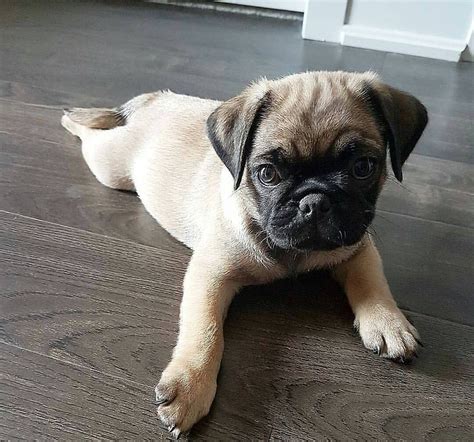 3 Week Old Pug Puppies For Sale