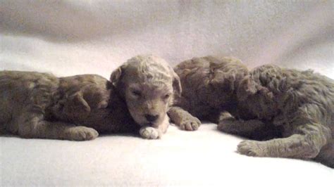 3 Week Old Toy Poodle Puppies