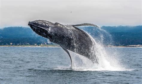 3 awesome whale festivals in spring 2024 to see in Northern California