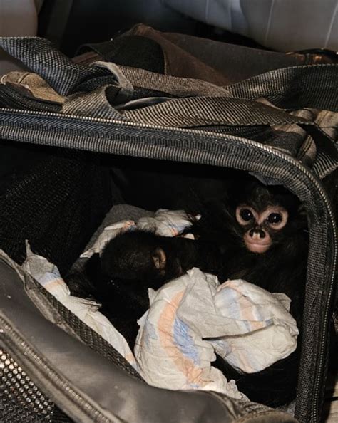 3 baby spider monkeys seized after smuggling attempt in Calexico, CBP says