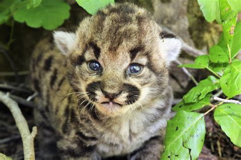 3 cougar kittens born in Simi Hills: NPS