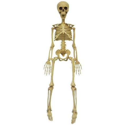 Full Size Skeletons : This life-sized Ha