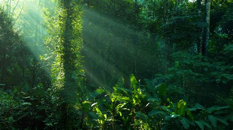 3 Free And Amazing Amazon Rainforest Lapbooks For Rainforest Worksheets For Preschool - Rainforest Worksheets For Preschool