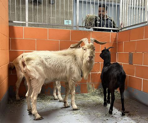 3 goats found as strays by Chicago Animal Care and Control