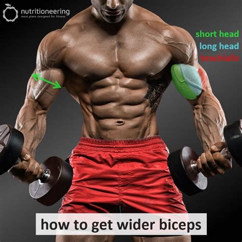 3 Heads Of Biceps
