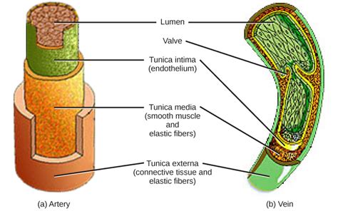 3 Layers Of A Vein