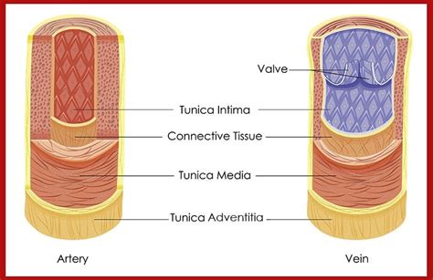 3 Layers Of Veins